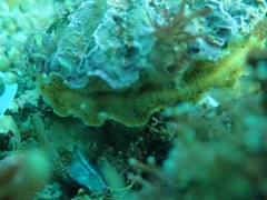 Aequipecten tehuelchus
