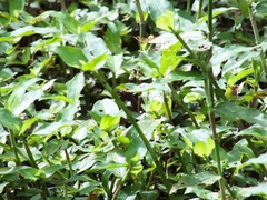 Achlyodes busirus