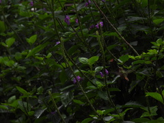 Selasphorus scintilla