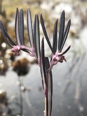 Andromeda polifolia polifolia