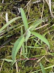 Eupatorium resinosum