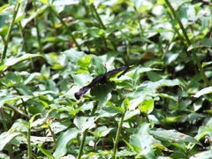 Achlyodes busirus