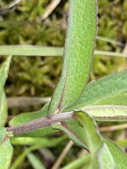 Eupatorium resinosum