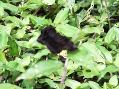 Achlyodes busirus