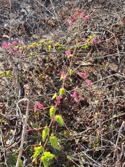 Antigonon leptopus