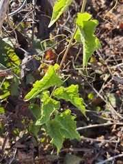 Antigonon leptopus