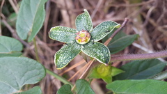 Gonolobus incerianus