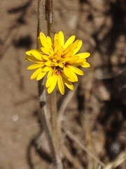 Lessingia
