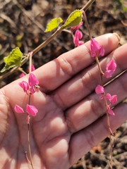 Antigonon leptopus