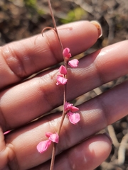 Antigonon leptopus