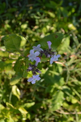 Pitraea cuneato-ovata