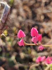Antigonon leptopus