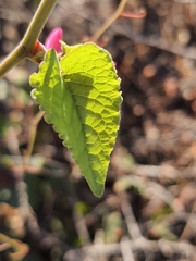 Antigonon leptopus