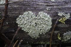 Xanthoparmelia coloradoensis