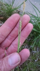 Carex gracilescens