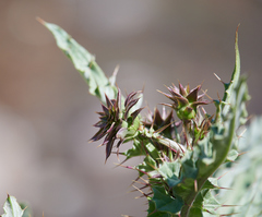 Cirsium fontinale