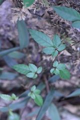 Causonis corniculata
