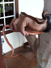 Mastigodryas alternatus