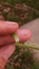 Carex gracilescens