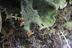 Peltigera leucophlebia