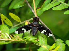 Exoprosopa decora