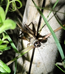 Svercacheta siamensis