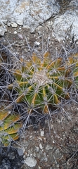 Ferocactus flavovirens