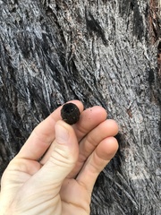 Eucalyptus planchoniana