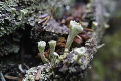 Cladonia carneola