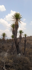 Yucca periculosa