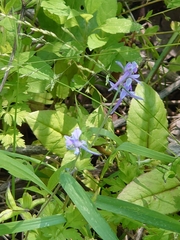 Delphinium anthriscifolium