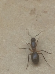 Camponotus