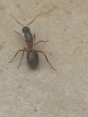 Camponotus