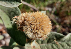 Eremanthus mollis