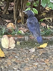 Myophonus caeruleus