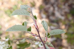 Amelanchier sanguinea