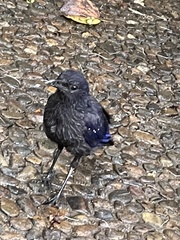 Myophonus caeruleus