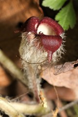 Asarum canadense reflexum
