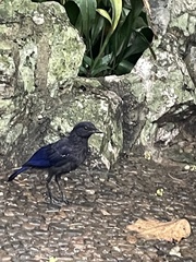 Myophonus caeruleus