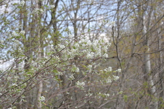 Amelanchier sanguinea