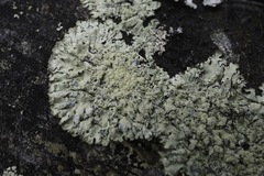 Xanthoparmelia coloradoensis