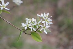 Amelanchier sanguinea