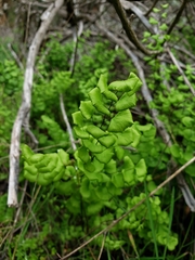 Adiantum jordanii image