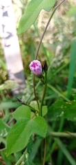 Ipomoea grandifolia