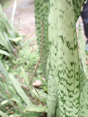 Angela quinquemaculata