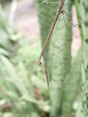 Angela quinquemaculata