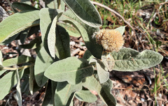 Eremanthus mollis