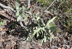 Eremanthus mollis