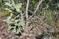 Eremanthus mollis