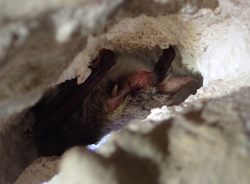 Myotis nattereri